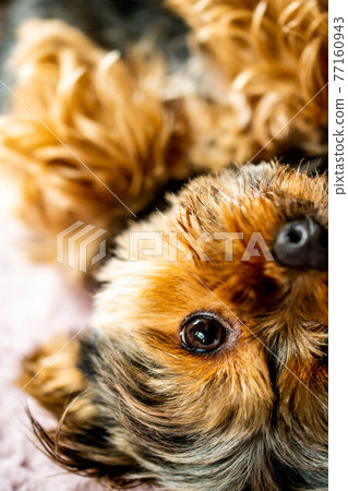 Relaxing yorkshire terrier 77160943