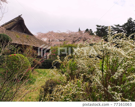 靜岡縣春天秩父宮紀念公園 4 月 77161063