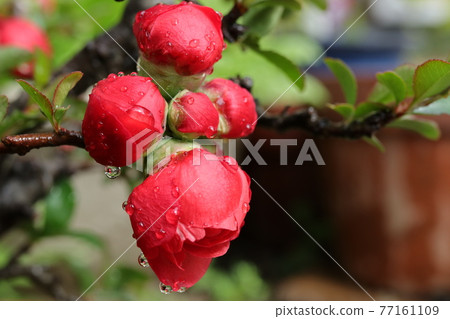 盛開的花特寫 77161109