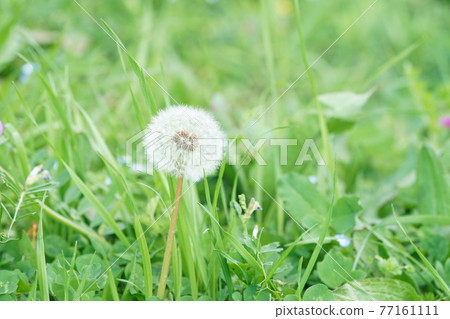 蒲公英的絨毛 77161111