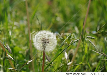 蒲公英的絨毛 77161112