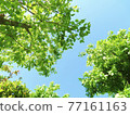 Pale blue sky and green leaves Pale blue sky and green leaves 77161163