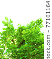 Bright green leaves (background material) Bright green leaves (background material) 77161164