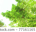Light green leaves (background material) Light green leaves (background material) 77161165