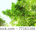 Bright green leaves (background material) Bright green leaves (background material) 77161166