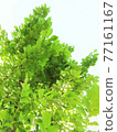 Bright green leaves (background material) Bright green leaves (background material) 77161167