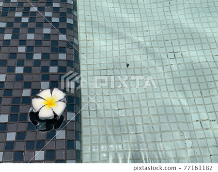 A beautiful Frangipani or Plumeria flower floating in clear swimming pool. A beautiful Frangipani or Plumeria flower floating in clear swimming pool. 77161182