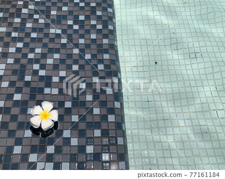 A beautiful Frangipani or Plumeria flower floating in clear swimming pool. 77161184