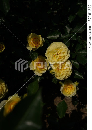 Yellow rose in full bloom Sunlight Romantica 77161242
