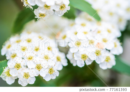 Close-up of Kodemari 77161393