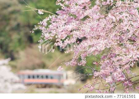 [名莊線] Sakura and Kiha 11 77161501