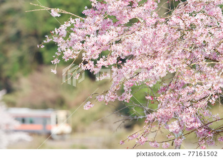 [名莊線] Sakura and Kiha 11 77161502