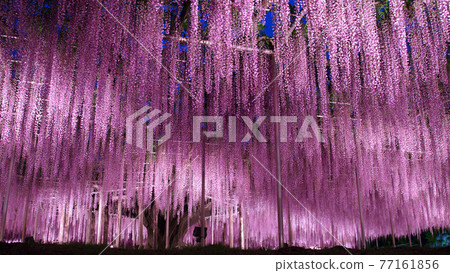 Asashaka點亮花公園Oto 77161856