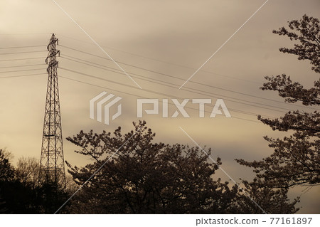 Sakura and power transmission line tower Sakura and power transmission line tower 77161897