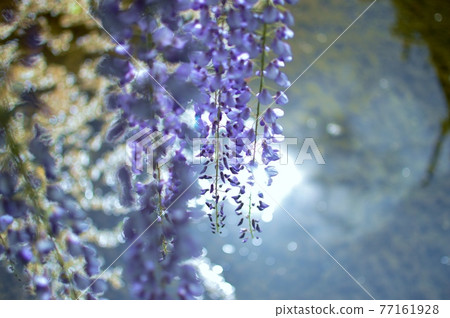 Wisteria of Nishi-Ota Shrine 77161928