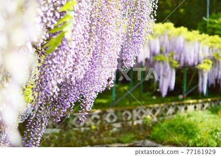 西大田神社的紫藤 77161929