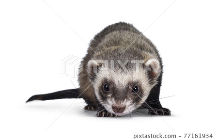 Ferret on white background 77161934