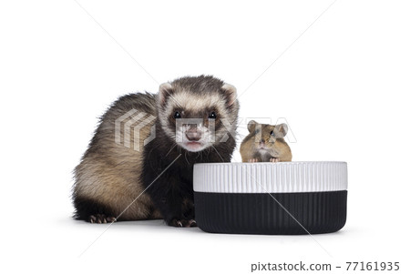 Ferret on white background Ferret on white background 77161935