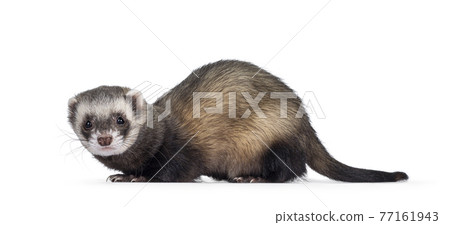 Ferret on white background 77161943
