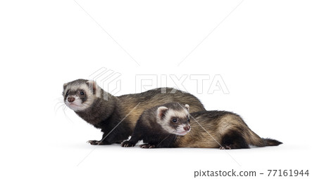Ferret on white background Ferret on white background 77161944