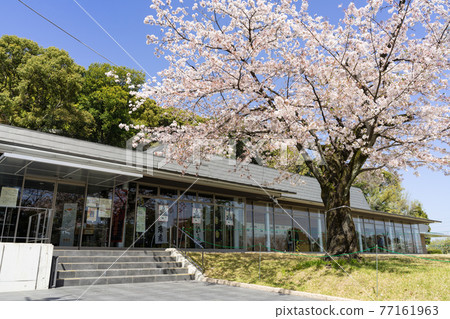 小牧山城歷史信息中心“ Reki Shirukomaki”和櫻花 小牧山城歷史信息中心“ Reki Shirukomaki”和櫻花 77161963