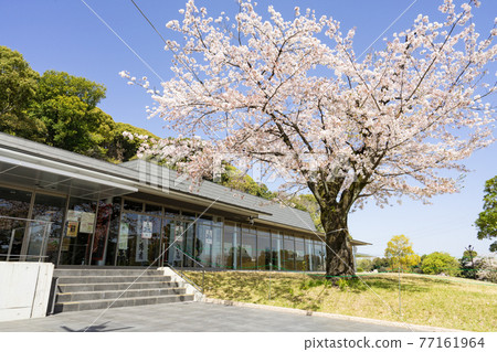 小牧山城歷史信息中心“ Reki Shirukomaki”和櫻花 77161964