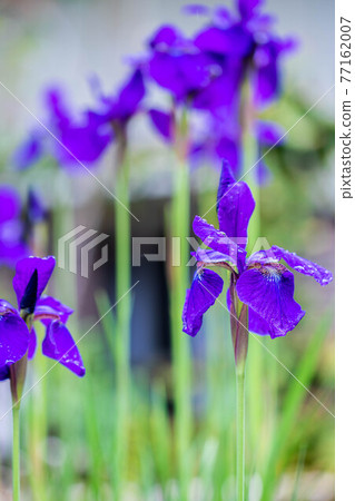 花園裡的鳶尾花 花園裡的鳶尾花 77162007