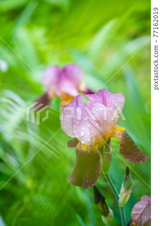German iris with green background 77162019