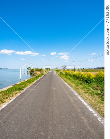 Beautiful scenery of Kasumigaura in spring, a pleasant road by the lake where rape blossoms bloom 77162086