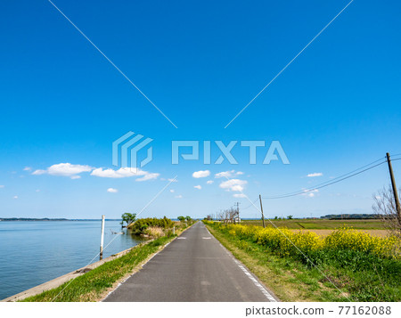 Beautiful scenery of Kasumigaura in spring, a pleasant road by the lake where rape blossoms bloom 77162088