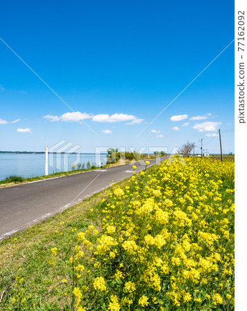 Beautiful scenery of Kasumigaura in spring, a pleasant road by the lake where rape blossoms bloom Beautiful scenery of Kasumigaura in spring, a pleasant road by the lake where rape blossoms bloom 77162092