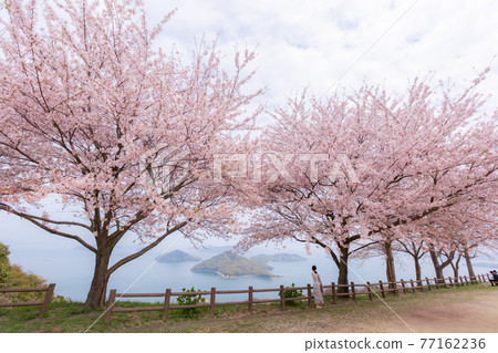 Shiudeyama, a famous place for cherry blossoms recognized by the world Shiudeyama, a famous place for cherry blossoms recognized by the world 77162236