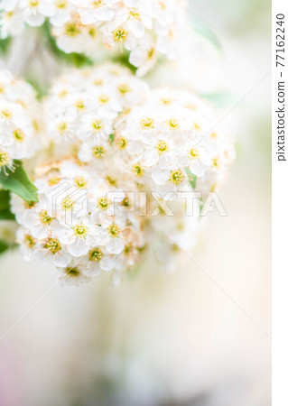 White background Kodemari 77162240