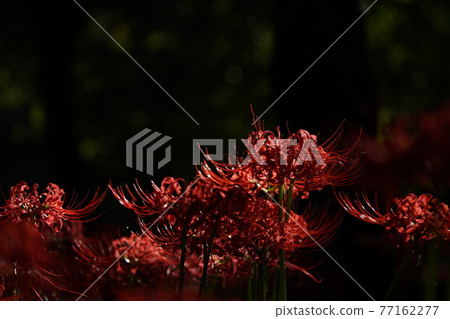 群集孤挺花 群集孤挺花 77162277