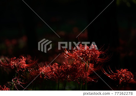 群集孤挺花 群集孤挺花 77162278
