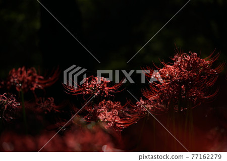 群集孤挺花 群集孤挺花 77162279