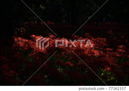 群集孤挺花 群集孤挺花 77162357