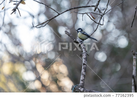 bird titmouse with a yellow belly, Titmouse on the branch. 77162395