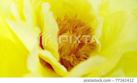 Yellow peony flower with close-up on pistil and stamen 77162412