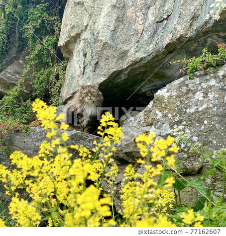 Bergen's cat hidden behind a rock 77162607