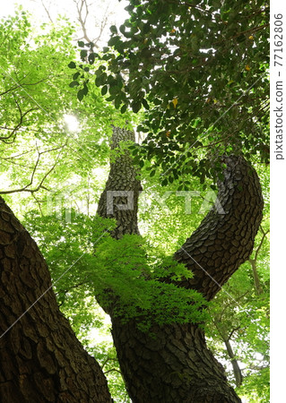 April spring park with beautiful black pine, black pine, black pine trees and greenery 77162806