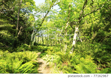 位於湘南三浦半島的神奈川縣三浦市的未開發地區，小代之森的新鮮綠色耀眼春天 77162967