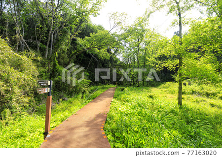 位於湘南三浦半島的神奈川縣三浦市的未開發地區,小代之森的新鮮綠色耀眼春天 位於湘南三浦半島的神奈川縣三浦市的未開發地區,小代之森的新鮮綠色耀眼春天 77163020
