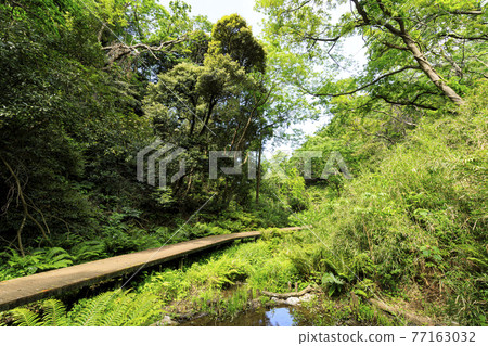 Fresh green dazzling spring of Koajiro no Mori in the unexplored region of Miura City, Kanagawa Prefecture, on the Shonan Miura Peninsula Fresh green dazzling spring of Koajiro no Mori in the unexplored region of Miura City, Kanagawa Prefecture, on the Shonan Miura Peninsula 77163032