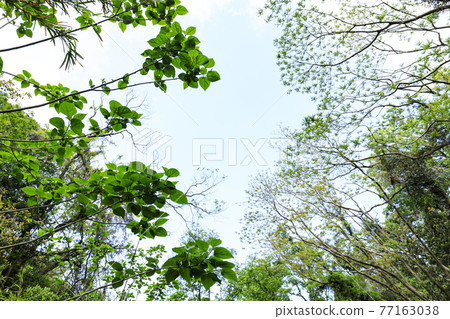 Fresh green dazzling spring of Koajiro no Mori in the unexplored region of Miura City, Kanagawa Prefecture, on the Shonan Miura Peninsula Fresh green dazzling spring of Koajiro no Mori in the unexplored region of Miura City, Kanagawa Prefecture, on the Shonan Miura Peninsula 77163038