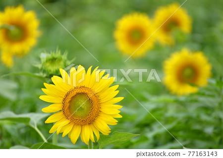 ≪兵庫縣向日葵柚子農場盛開向日葵田≫ 兵庫縣丹波市 77163143