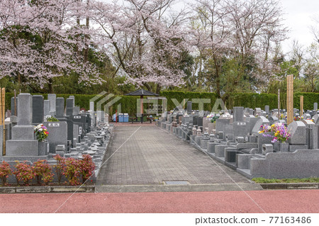 小櫻和麗園的墓碑 77163486