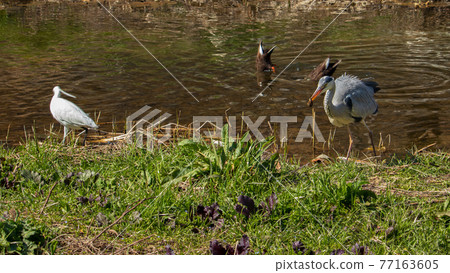 Successful hunting of food by egrets, herons, and white-cheeked ducks, birds, wild birds, wild animals, environment, ecosystem 77163605