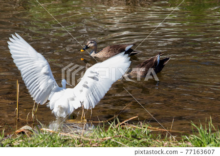 小白鷺和白頰鴨拍打翅膀，鳥類，野鳥，野生動物，環境，生態系統 77163607