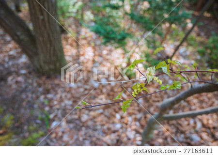 Acer crataego sprout 77163611